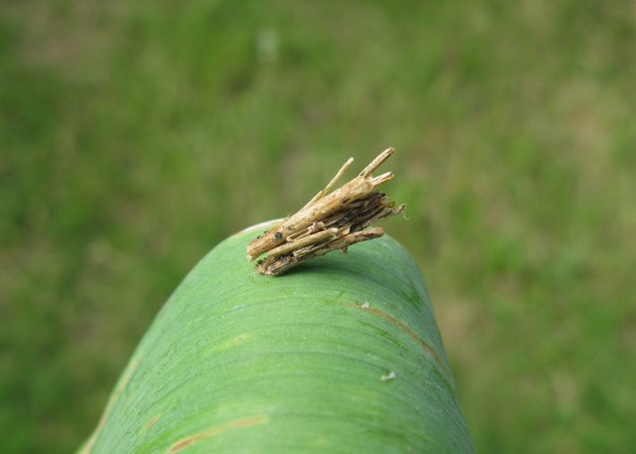 astuccio di che larva? Fumea sp. (Psychidae)